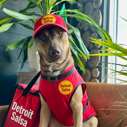 Chip the dog in a red Detroit Salsa cap and vest.